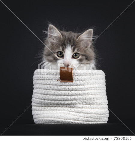 Siberian kitten on black background Siberian kitten on black background 75808195