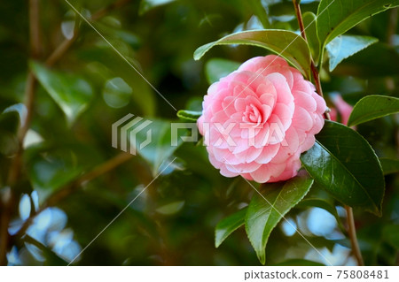 Camellia 75808481