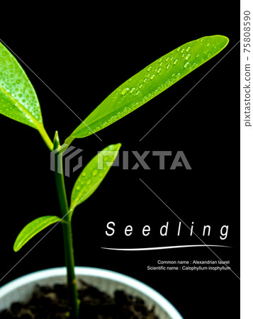 Bud leaves of young plant seeding in plastic cup 75808590