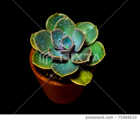 Succulent plant close-up Echeveria perle von nurnberg in the earthen pot 75808610