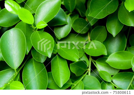 background or texture of Leaves of ornamental plant 75808611