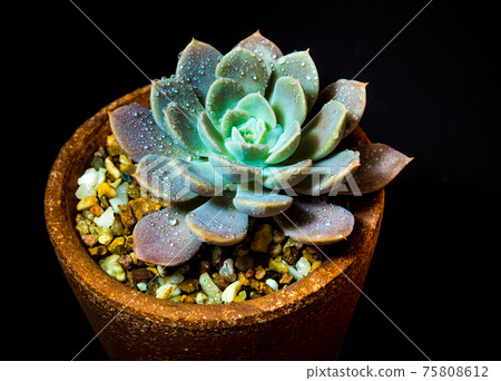 Succulent plant close-up Echeveria Orion in the earthen pot 75808612