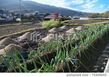 Lid ridged green onion field, rice field, mountain range, house line in Kanazawa, Chino City, Nagano Prefecture. Cityscape. A clear blue sky in autumn. 75808649