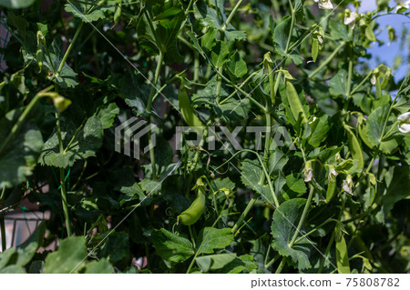 廚房花園豌豆 廚房花園豌豆 75808782