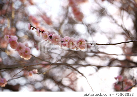 Ume Hashi Enuma Fureai Park Ume Hashi Enuma Fureai Park 75808858
