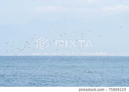 [Wild bird] Aobato flying on the beach 75809129