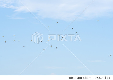 [Wild bird] Aobato flying to the beach 75809144