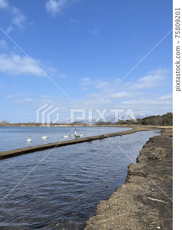 Swan and Mt. Bandai from Lake Inawashiro in Fukushima Prefecture in March 2021 Swan and Mt. Bandai from Lake Inawashiro in Fukushima Prefecture in March 2021 75809201