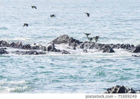 [Wild birds] White-bellied green pigeons gathering on reefs 75809249