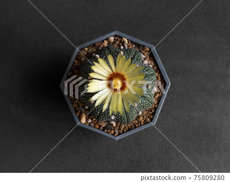 Cactus flower yellow colours full bloom Astrophytum Asterias cactus flowers Cactus flower yellow colours full bloom Astrophytum Asterias cactus flowers 75809280