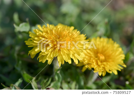 dandelion dandelion 75809527
