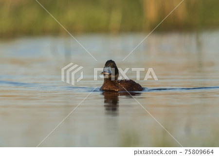 Lake Duck, Patagonia Lake Duck, Patagonia 75809664