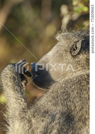 Baboon, portrait, South Africa Baboon, portrait, South Africa 75809665