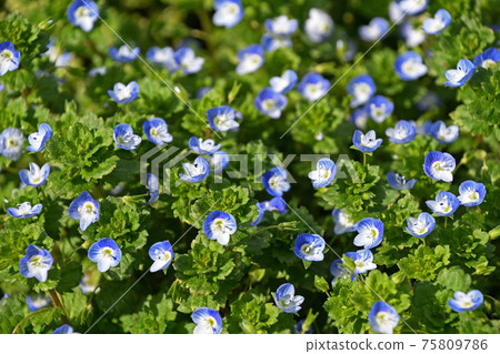 Ooouinunnguri(大狗陰囊) Ooouinunnguri(大狗陰囊) 75809786