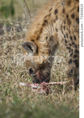 Hyena eating, Africa Hyena eating, Africa 75809820