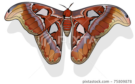 Atlas Moth Atlas Moth 75809878