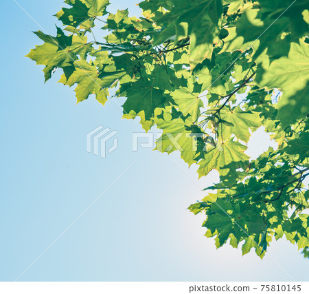 Maple leaves 75810145