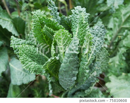 Organic kale ( Italian kale, Tuscan kale, lacinato,dinosaur kale) 75810608