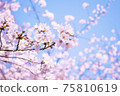 櫻花盛開背景素材 75810619