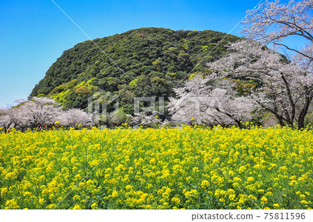 春季有櫻花和油菜花的丸山自然公園 75811596