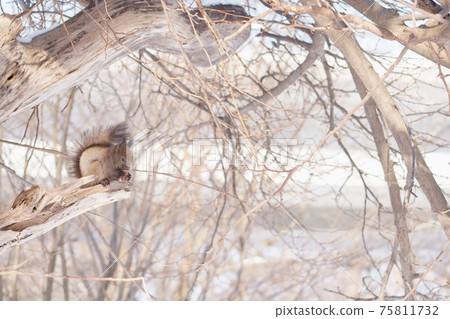 Winter Ezoris eating nuts on the tree 75811732