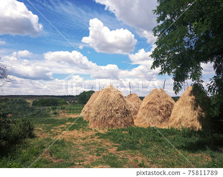 Field with straw haystacks, rural landscape on cloudy sky background 75811789