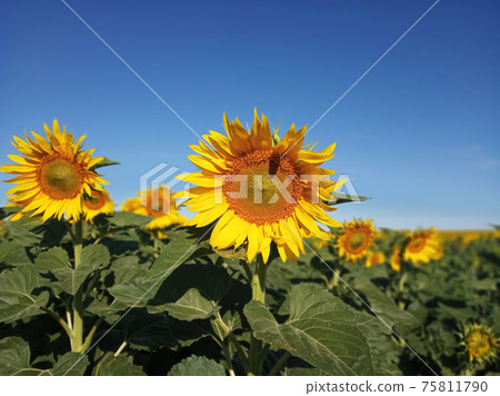Beautiful sunflower field landscape background summer 75811790