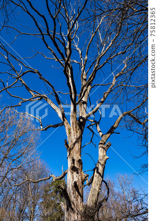 Beautiful hiking trail in Wuermtal, Gauting near Starnberg, Bavaria, Germany Beautiful hiking trail in Wuermtal, Gauting near Starnberg, Bavaria, Germany 75812365