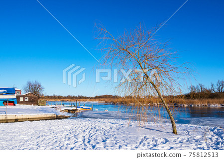 Tree on the river Warnow in the city Rostock, Germany Tree on the river Warnow in the city Rostock, Germany 75812513