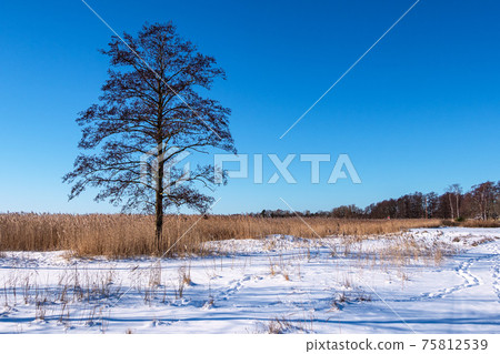 Tree on the Bodden coast in Wieck, Germany 75812539