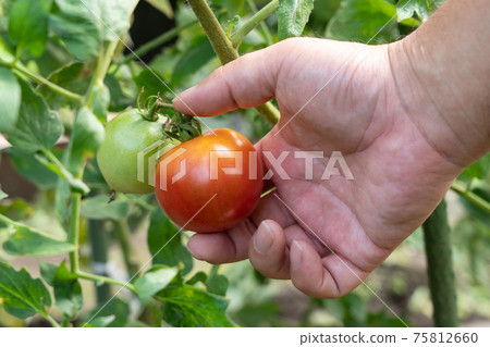 Harvesting tomatoes that turn red Men's hands (August) Home garden Harvesting tomatoes that turn red Men's hands (August) Home garden 75812660