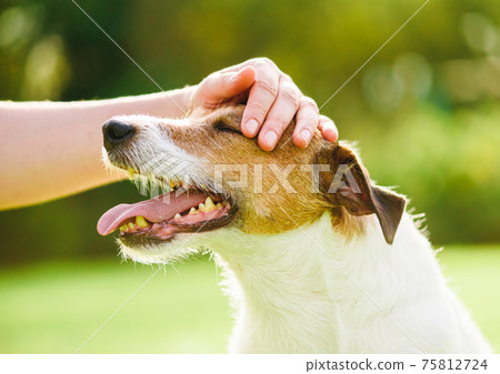 Pet owner uses physical contact to calm down her dog and stop anxiety Pet owner uses physical contact to calm down her dog and stop anxiety 75812724