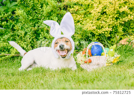 Happy dog wearing bunny ears as Easter animal concept Happy dog wearing bunny ears as Easter animal concept 75812725