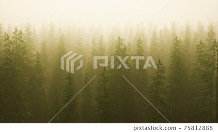 plantation of cannabis in deep fog plantation of cannabis in deep fog 75812888