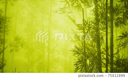 asian bamboo forest with morning fog asian bamboo forest with morning fog 75812899