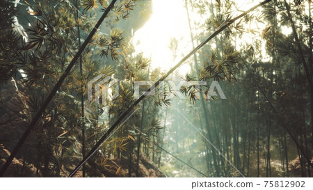 green bamboo forest with morning sunlight 75812902