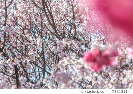 神奈川縣三池公園的櫻花 神奈川縣三池公園的櫻花 75813114