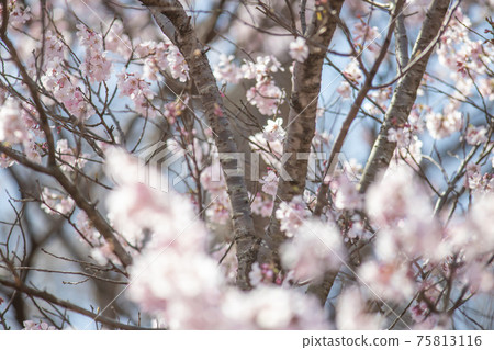 Sakura in Mitsuike Park, Kanagawa Prefecture Sakura in Mitsuike Park, Kanagawa Prefecture 75813116