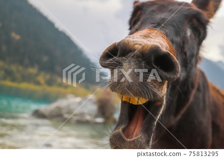 A donkey walking near a lake opens its mouth to the camera. 75813295