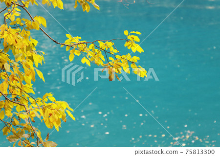 A tree branch with yellow foliage on a background of a mountain lake. 75813300
