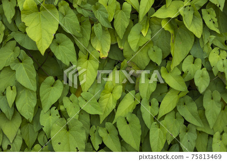 Texture and background of bindweed, Retiro Park, Madrid. 75813469