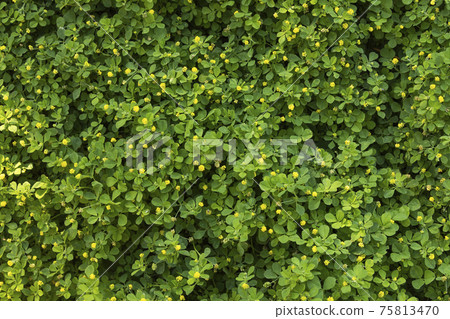 Texture and background of hop trefoil, Retiro Park, Madrid. Texture and background of hop trefoil, Retiro Park, Madrid. 75813470