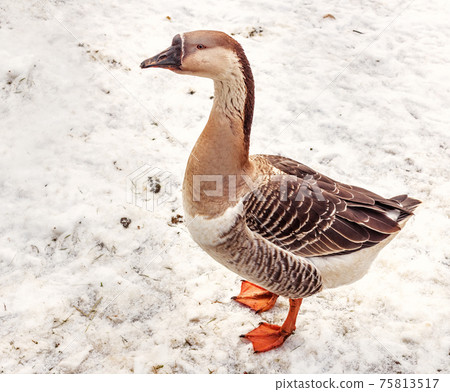 Gray and beige goose in snow 75813517