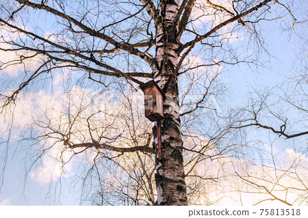 Winter birch with wooden birdhouse Winter birch with wooden birdhouse 75813518