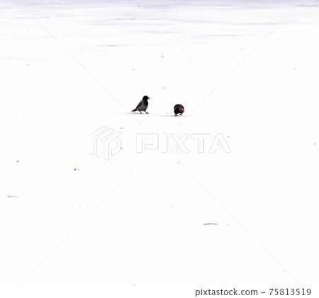 Two crows in white snow Two crows in white snow 75813519