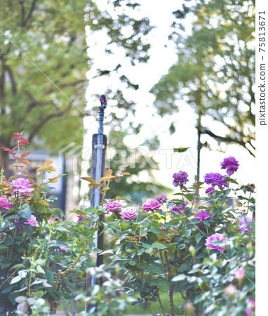 福山市玫瑰公園 福山市玫瑰公園 75813671