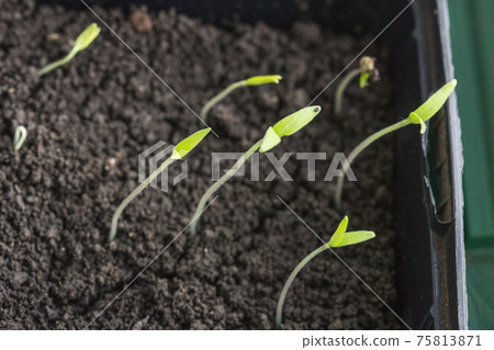 Sprouts reach for the light 75813871