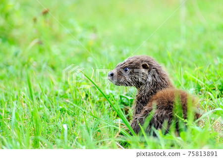 Eurasian river otter baby. Lutra lutra. Eurasian river otter baby. Lutra lutra. 75813891