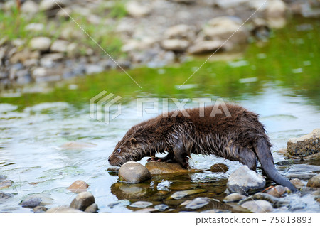 Eurasian river otter baby. Lutra lutra. 75813893