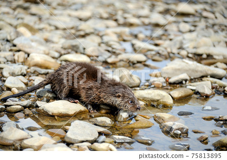 Eurasian river otter baby. Lutra lutra. Eurasian river otter baby. Lutra lutra. 75813895